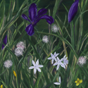 blooming wild thumbnail