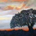 california oak thumbnail